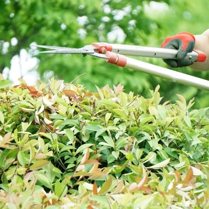 庭木の剪定と伐採